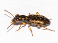 Asaphidion curtum